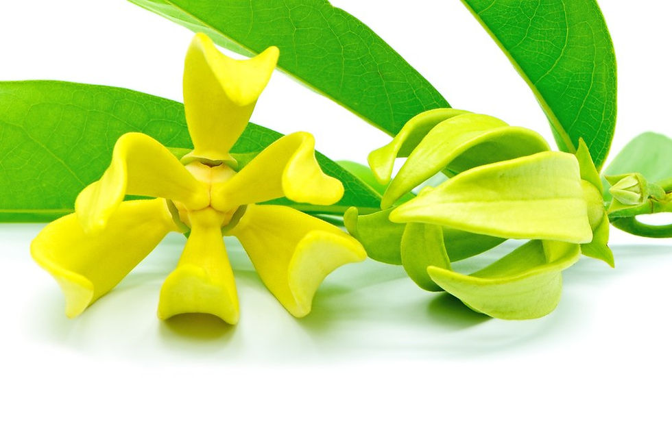 De gele bloemetjes met groen blad van Ylang Ylang