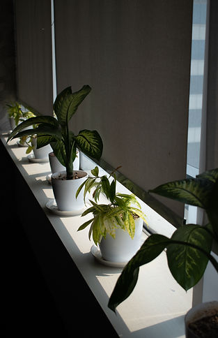 ROLLER WINDOW BLINDS