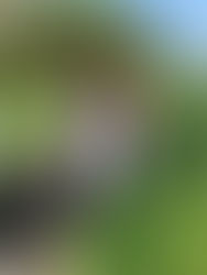 🌟Puff Sleeve Top🌟