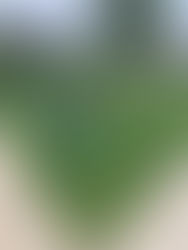 ⚾️Franklin Sports MLB Playball 2 in 1 Grow With Me Batting Tee⚾️