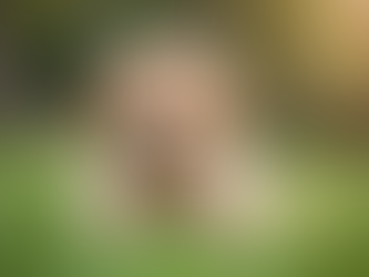 Understanding Hip and Elbow Scores for Golden Retrievers What to Look For