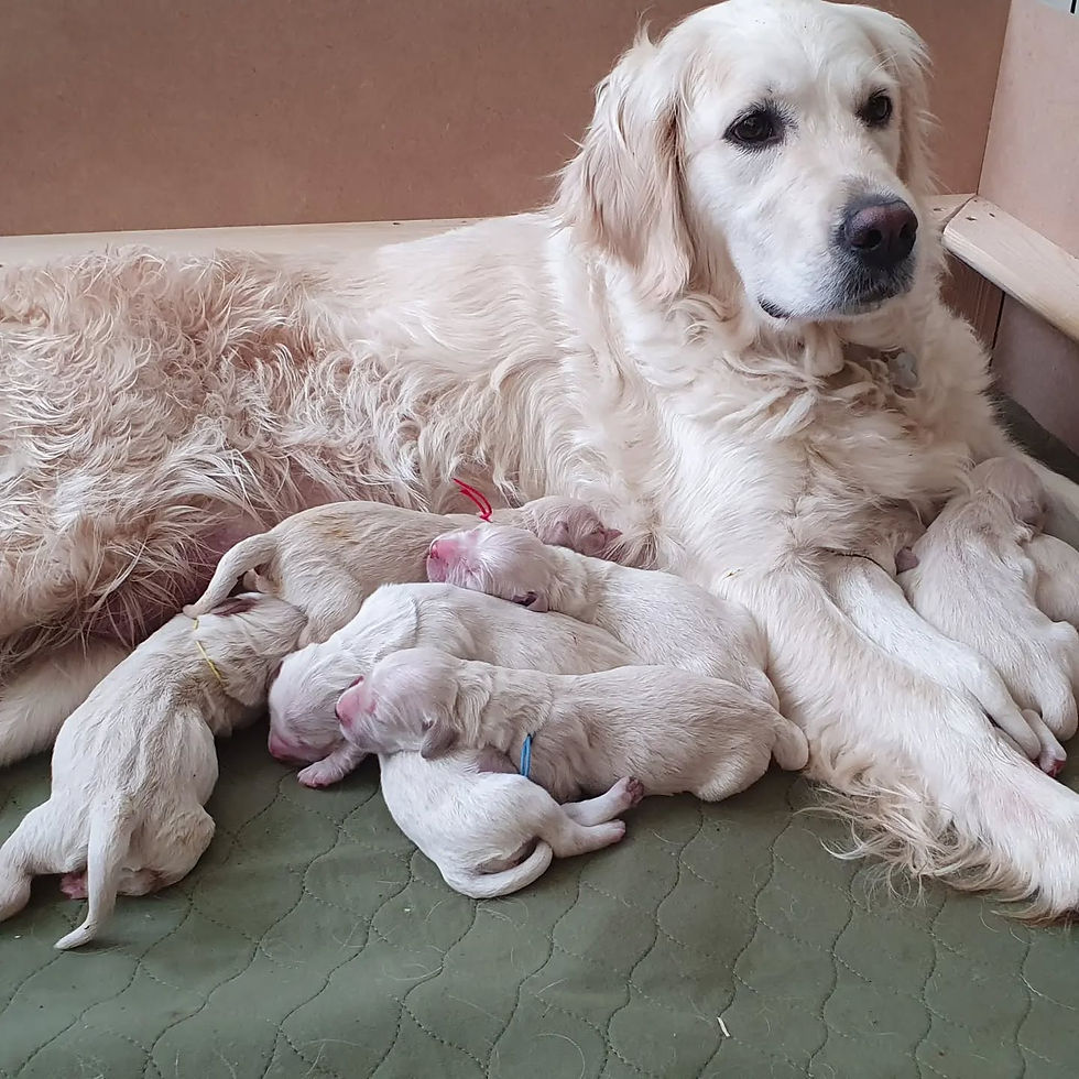 Eye-level view of a golden retriever puppy in a grassy field