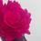 Thumbnail: Fuchsia in bloom SS25