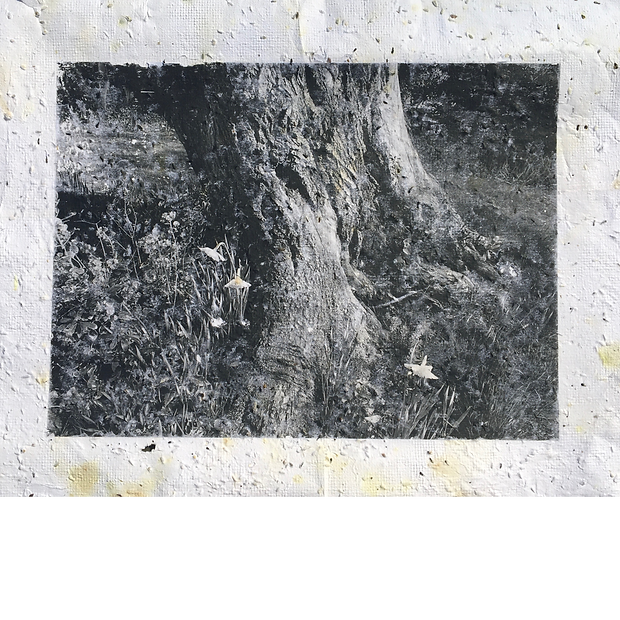 Carr_Untitled (Plantable Artork Series).