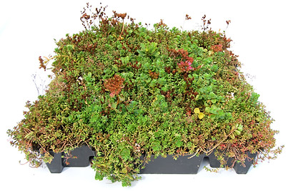 Előnevelt Sedumit tray modul extenzív zöldtetőhöz
