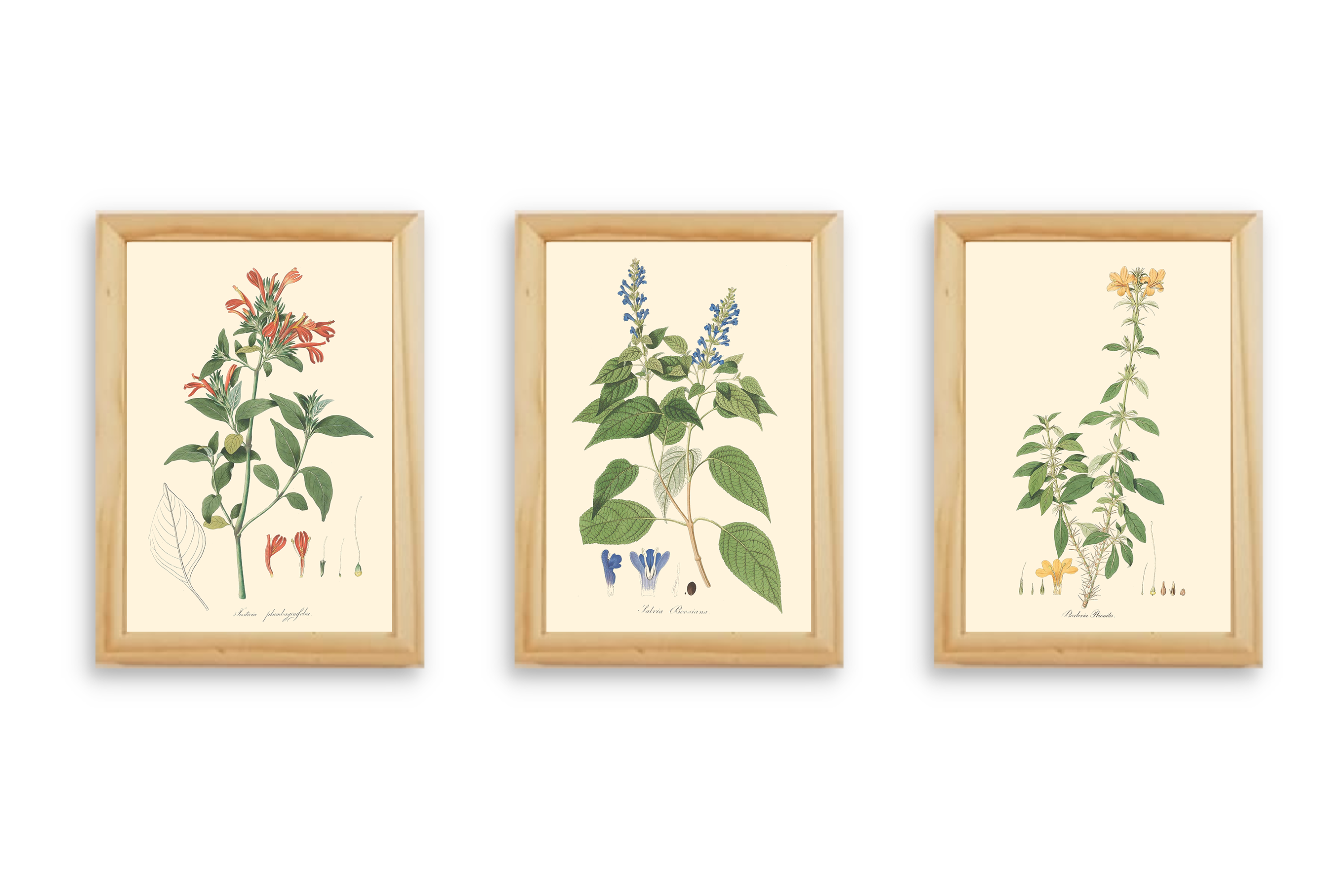 סט 3 תמונות לסלון - פרחים