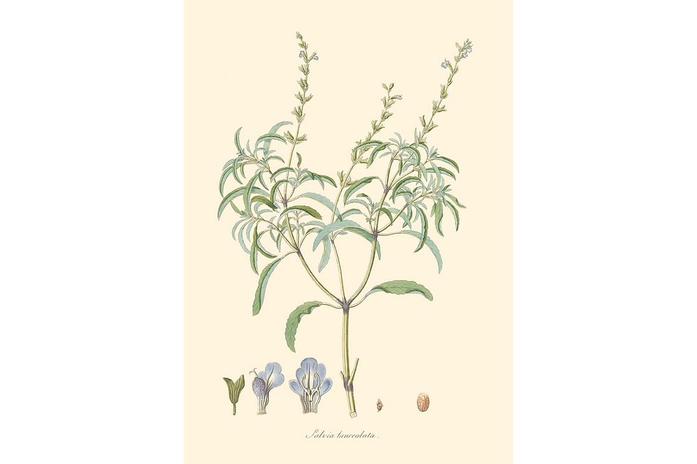 תמונה ממוזערת: תמונה ממוסגרת - Salvia