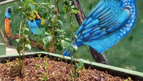 Dezembro: mês de voluntariado