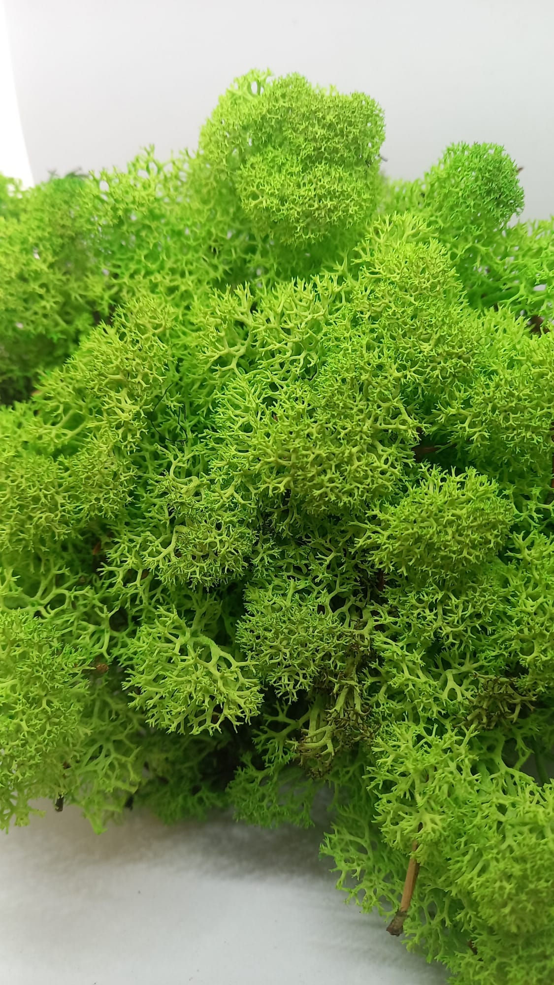 Reindeer moss SPRİNG şoklanmış norveç yosunu (30GR)