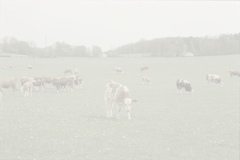 Free Range Cows_edited.jpg