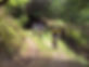 Bike-Tracks-Padurea-Craiului.jpg