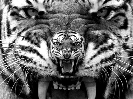 What Is Vore? Exploring the Internet Subculture of Vorarephilia