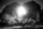 Dendrophilia: Erotic Imagination, Nature, and the Symbolic Body