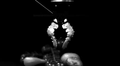 Recycled Food Waste Robotics: EPFL’s ‘Claw’ Machines Made from Crustacean Shells