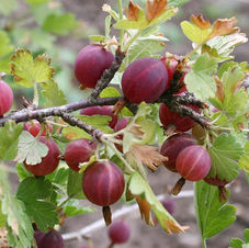 Gooseberries