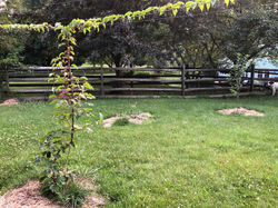 Kiwi Vine