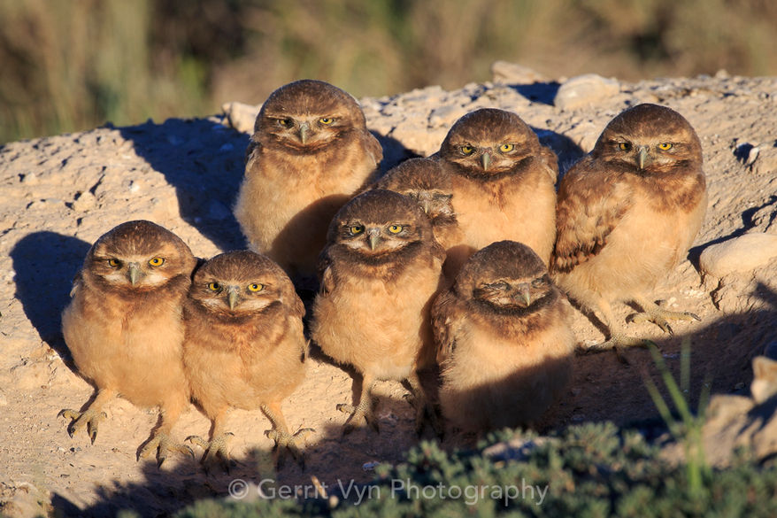 Burrowing Owl