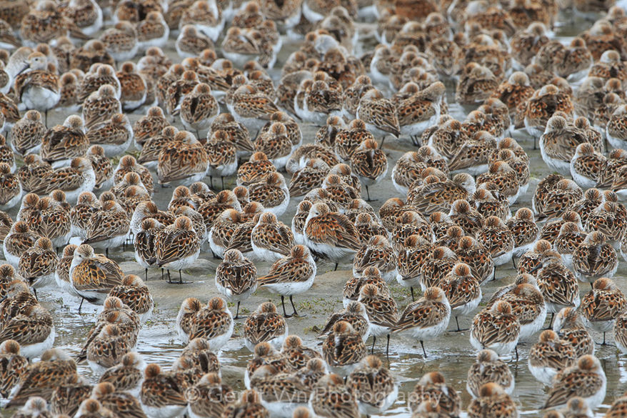 Dunlin and Western Sandpipers 