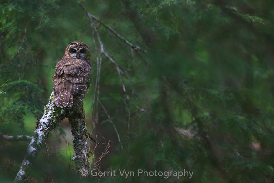 Spotted Owl. Oregon.