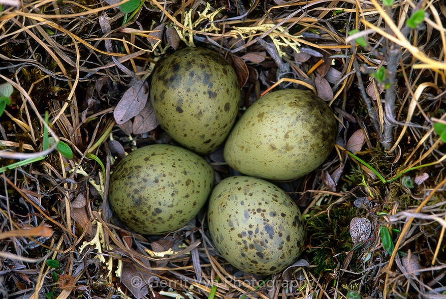 Bar-tailed Godwit nest