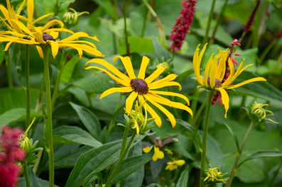 Rudbeckia Goldsturm 