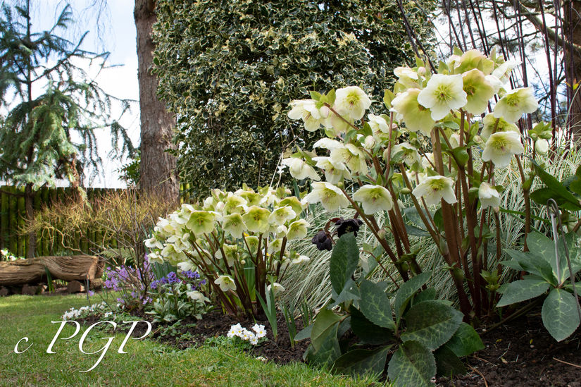 John's Garden-120.jpg