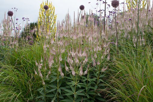 Veronicastrum