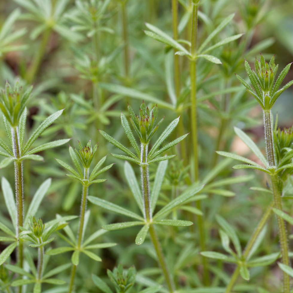 Thumbnail: Cleavers Wildcrafted Alcohol-Free Herbal Extract
