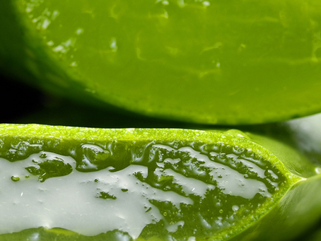 Close-up of fresh aloe vera leaves, revealing the clear gel within, known for its soothing and healing properties.