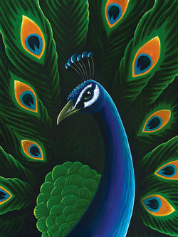 peacock