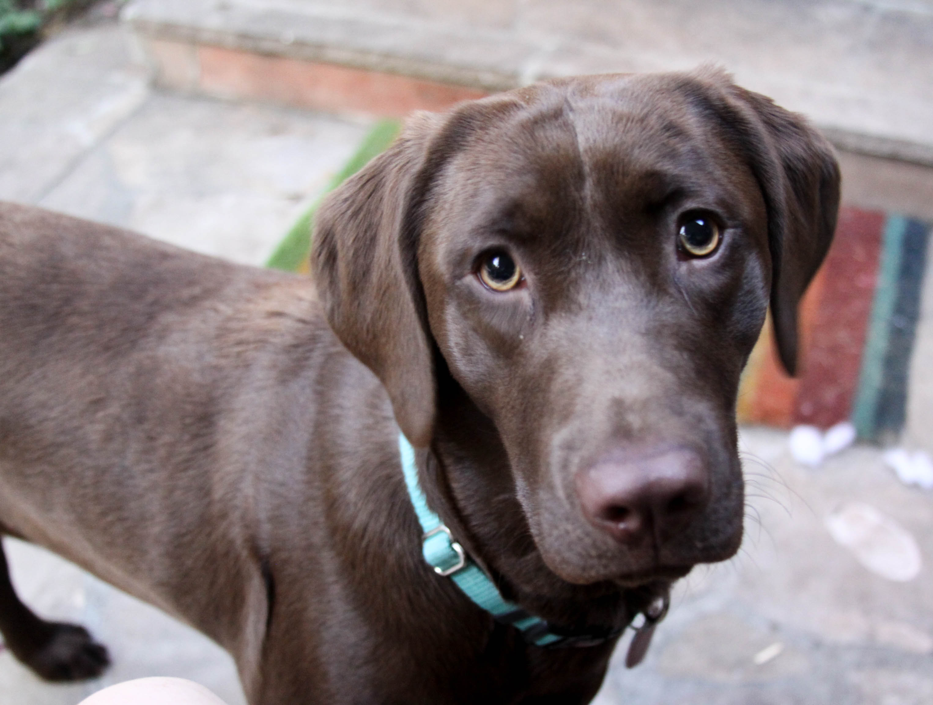 Zelda & Friends Canine Care Dog Walking Sitting Boarding Duxbury