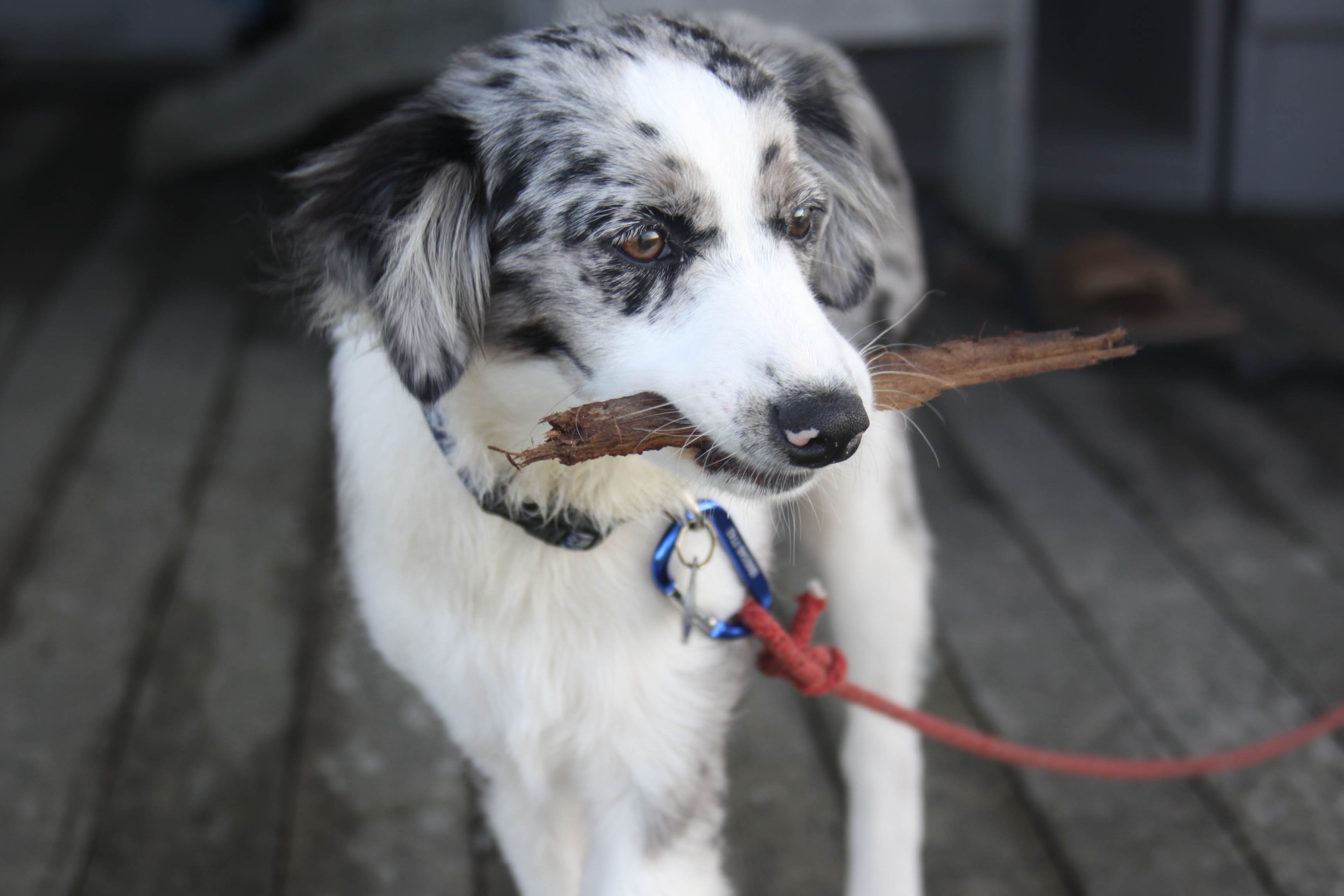 Zelda & Friends Canine Care Dog Walking Sitting Boarding Duxbury