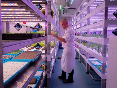 Dubai hotel opens eco-friendly vertical farm on site