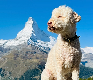 Yori mit Matterhorn