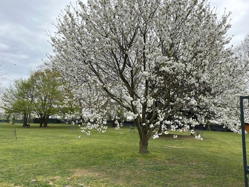 Primavera ❤️
