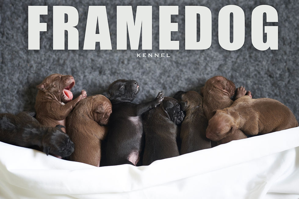 TEMPERAMENTO DEL PITBULL