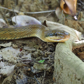 我が家の守護神🐍
