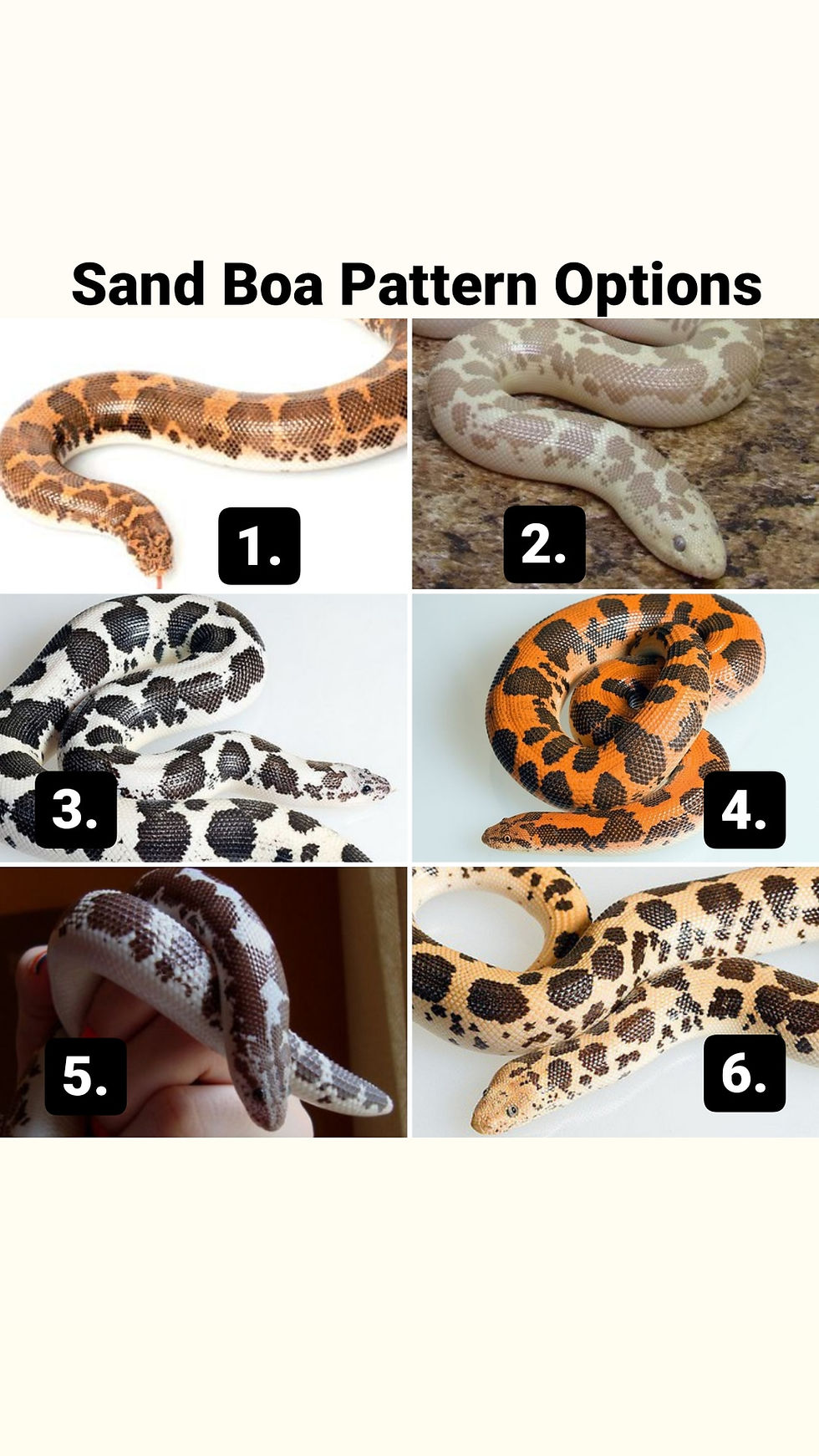 縮圖：Pre-order Snake Bracelet