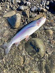 2025 6 November Paul Waiohine River landed for website.jpg