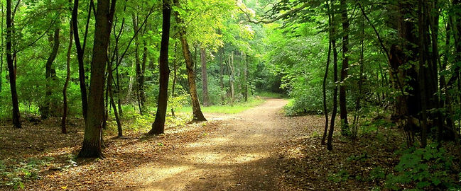 Waldweg.JPG