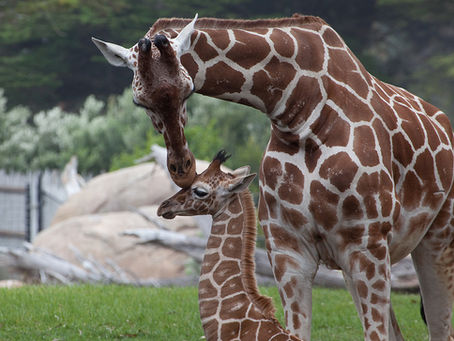 Chester Zoo Set For Boost From New Giraffe