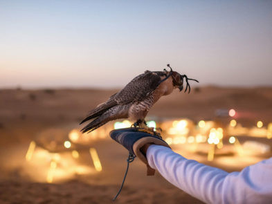 Majestic Falcon