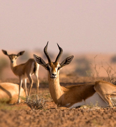 gazelle