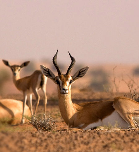 Gazelles