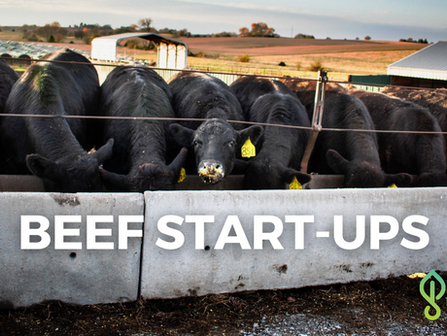 AgTech Insights: A Look Into Beef Industry Start-Ups