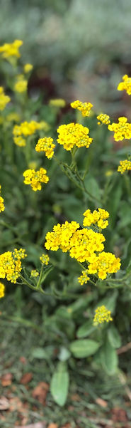 perennial, tea house garden, basket of gold, alyssum