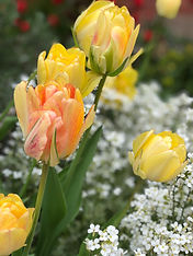 tulips, tea house garden