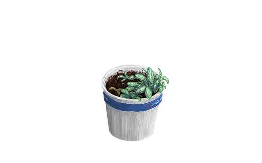 plant.transp.png
