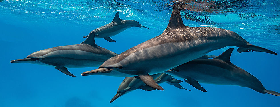 delfines