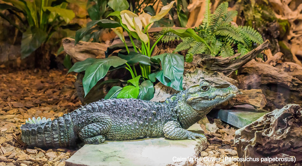 caiman enano